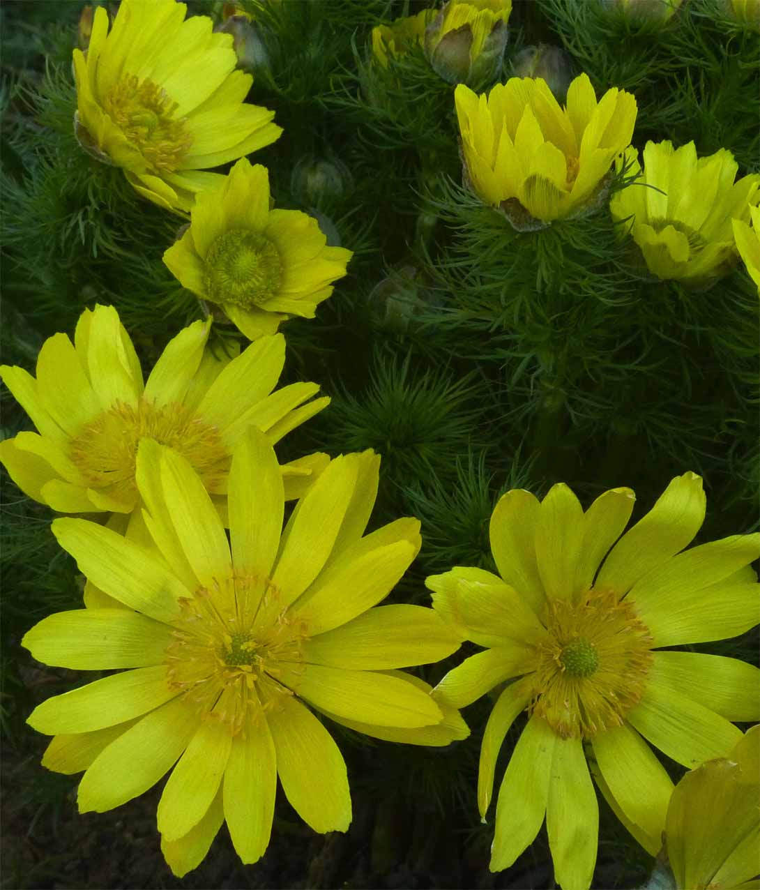 adonis vernalis